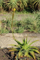 Bulbine latifolia