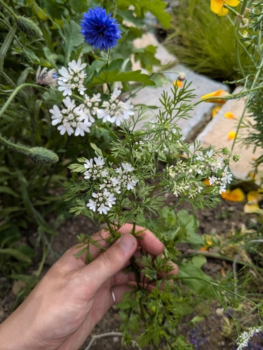 Coriandrum sativum, photograph 3