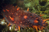 Giant California Sea Cucumber - Photo (c) Karolle Wall, some rights reserved (CC BY-NC), uploaded by Karolle Wall