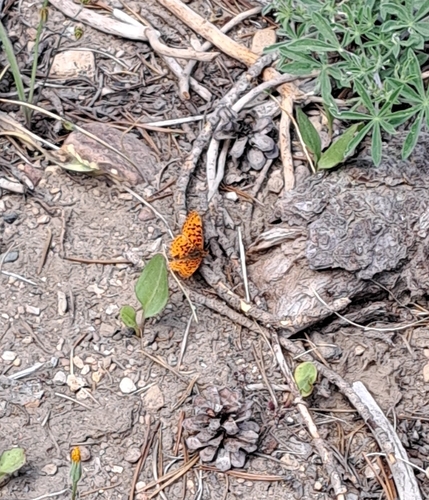 iNaturalist observation photo of Pacific Fritillary