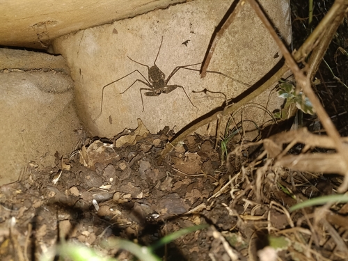 Eastern Whipspider