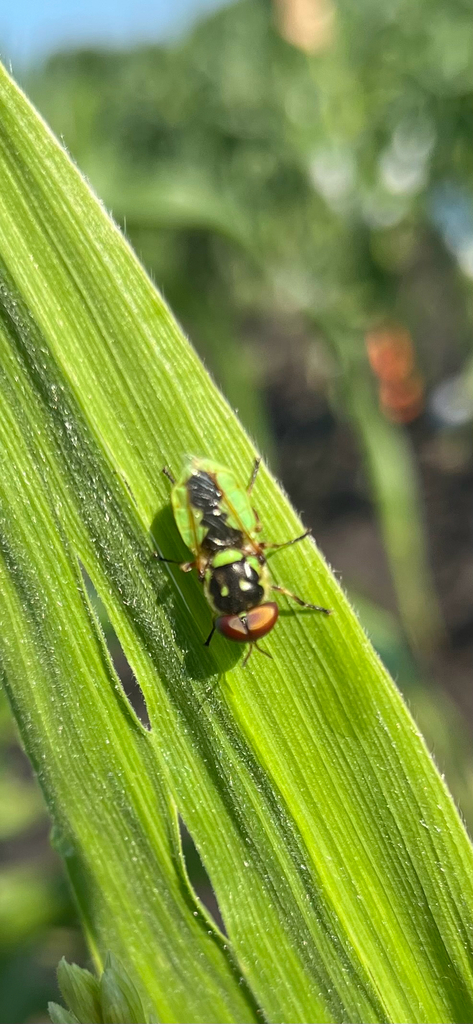 Green Soldier Fly