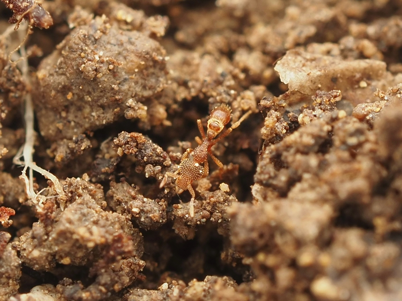 Strumigenys circothrix