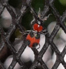 Collops quadrimaculatus