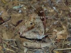 Junonia lemonias aenaria