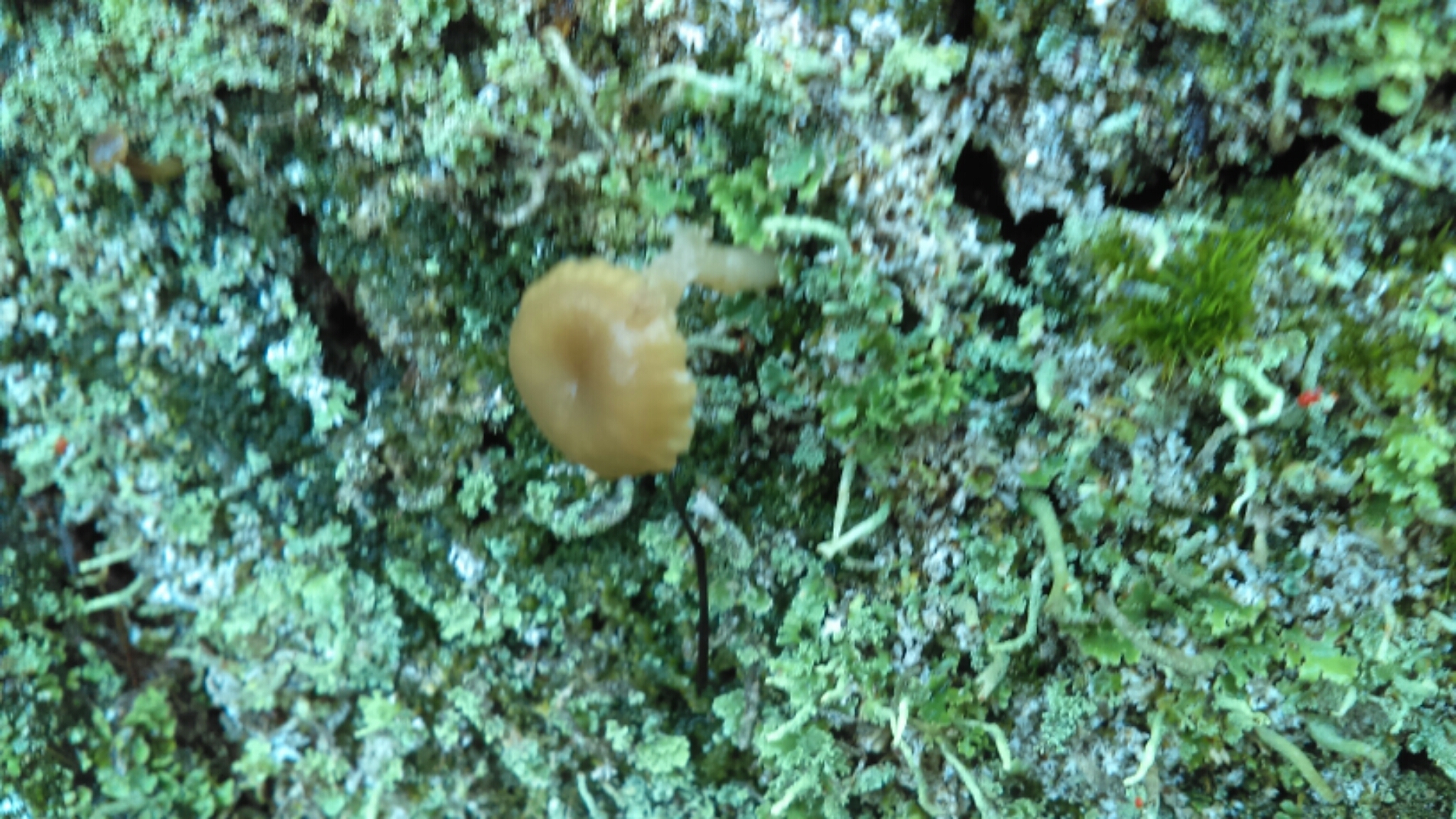 Lichenomphalia umbellifera image