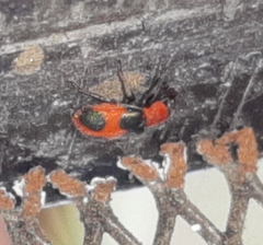 Collops quadrimaculatus