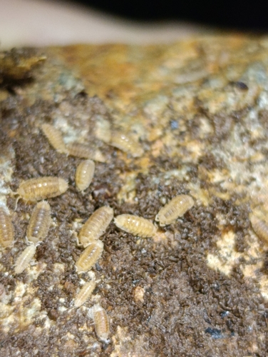 Bathytropa granulata