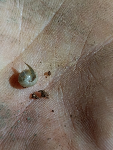 Schizidium perplexum