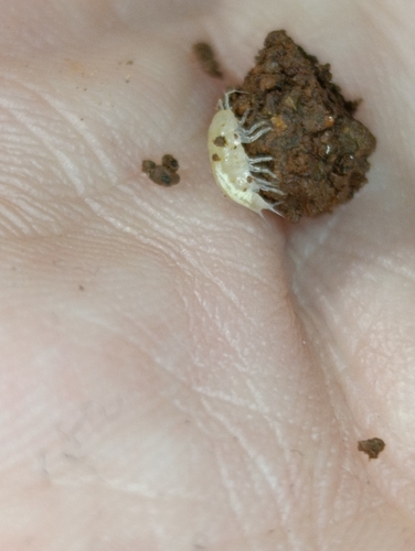 Trichoniscus cavernicola