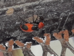 Collops quadrimaculatus