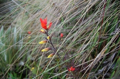 Castilleja integrifolia