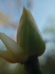 Cavanillesia platanifolia image