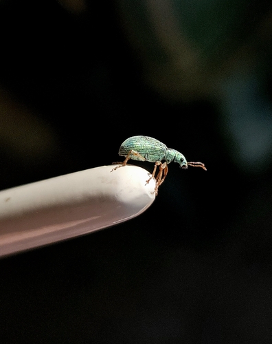 Pale Green Weevil