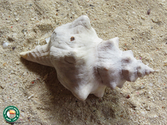 Pleuroploca trapezium