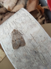 Lithophane patefacta