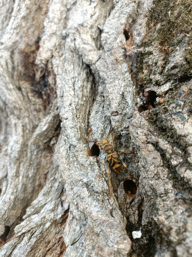 Xylotrechus chinensis
