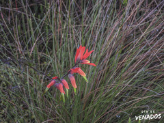Castilleja integrifolia