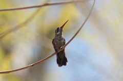 Cynanthus doubledayi