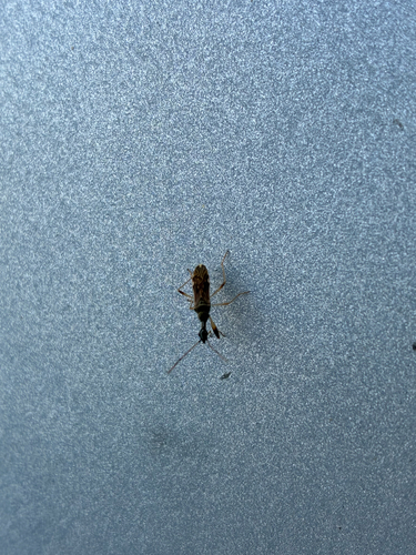 Long-necked Seed Bug