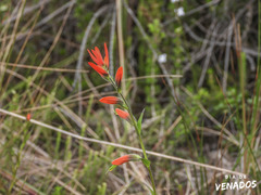 Castilleja integrifolia