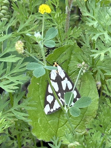 Confused Haploa Moth photo 3