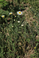 Leucanthemum