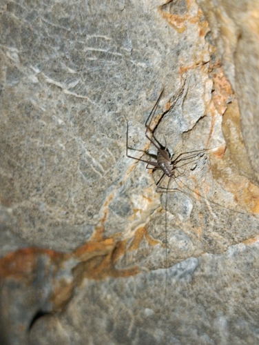 Cretan Cave-cricket