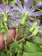 Cicerbita pancicii