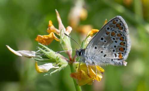 Brown Argus
