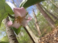 Trillium catesbaei
