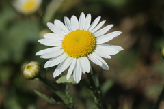 Leucanthemum