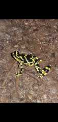 Atelopus glyphus