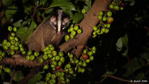 Masked Palm Civet