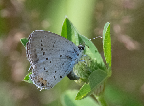 Short-tailed Blue