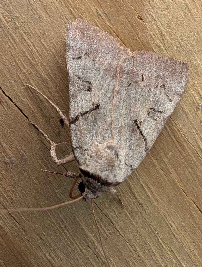 Abbreviated Underwing