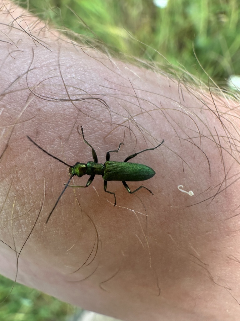 Chrysanthia viridissima