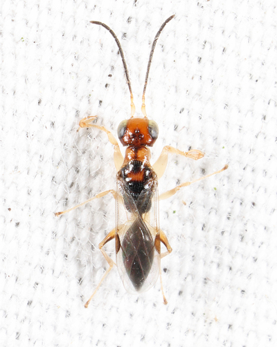 Anteon, 2026-07-05