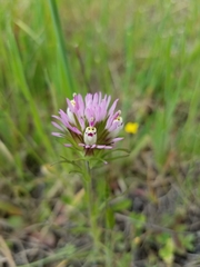 Castilleja densiflora densiflora