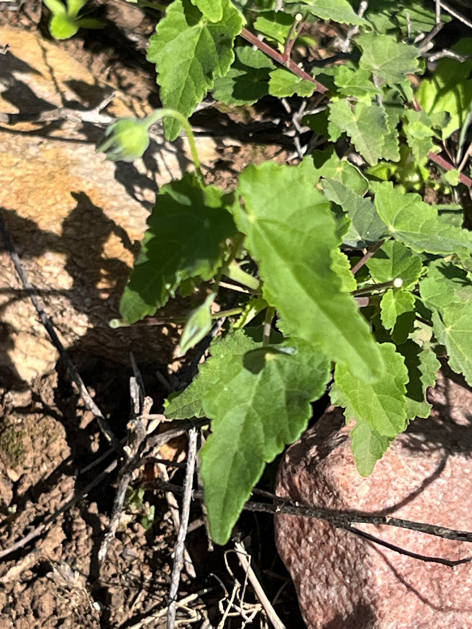 Abutilon sonneratianum (Cav.) Sweet 2