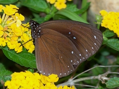 Euploea sylvester swinhoei