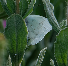 Dixeia charina