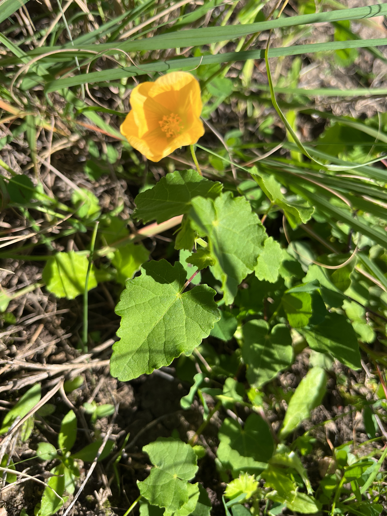 Abutilon sonneratianum (Cav.) Sweet