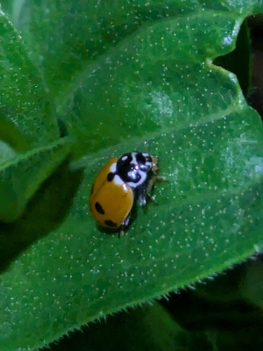 Variegated Lady Beetle