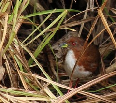Laterallus leucopyrrhus