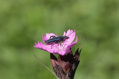 Oedemera nobilis