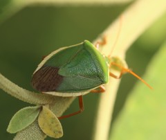 Edessa rufomarginata