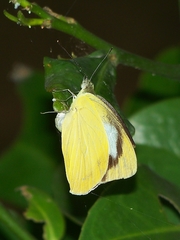 Appias albina