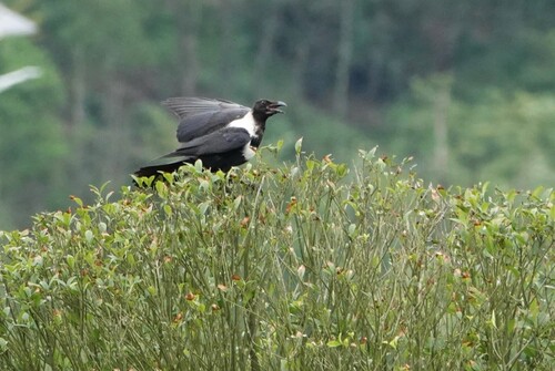 Collared Crow