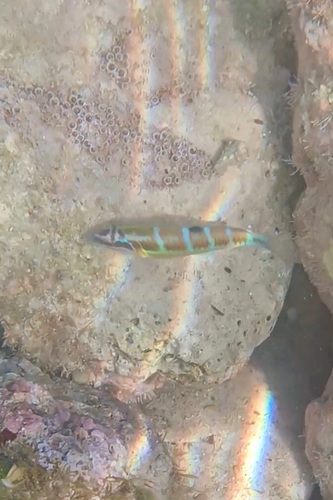 Ornate Wrasse